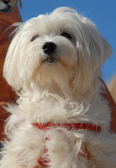 MALTESE