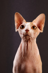 Fototapeta premium Primo piano di Sphynx red and wite
