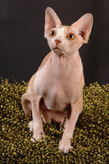 Sphynx Red and Wite Tabby sull'erba