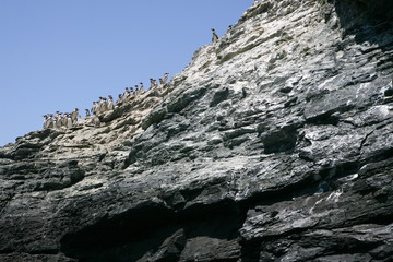 Pinguini su scogliera