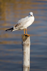 Seagull on stump