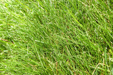 lawn closeup