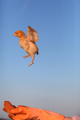 Flying chicken