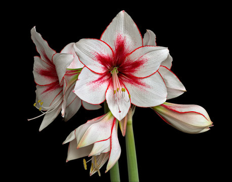 Fototapeta Variegated Amaryllis (Hippeastrum) isolated on black background