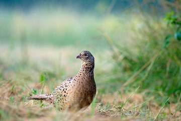 pheasant