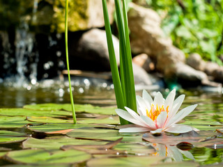 water lily