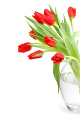 Red tulips in a vase