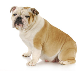 Fototapeta premium english bulldog