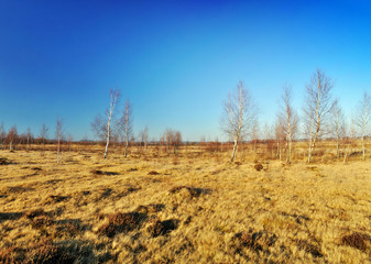 Autumn meadows with birch trees