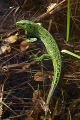Зелёная ящерица.
