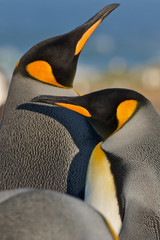 King Penguins