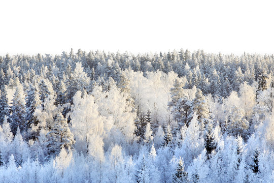 Fototapeta Snowy forest