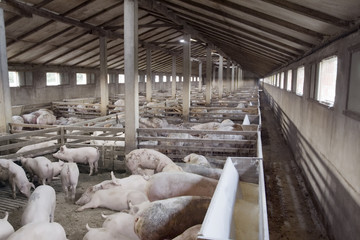 Small Pig Farm for breeding hogs