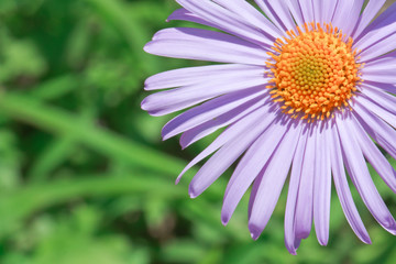 Single violet flower for floral background