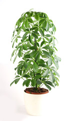 Schefflera actinophylla