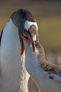 Penguin Feeding its Young