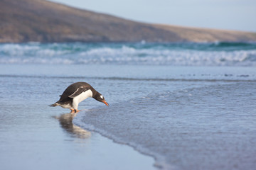 Penguins at the Beach