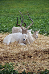 Antelope