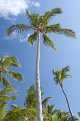 Obraz na płótnie Canvas Palm trees.