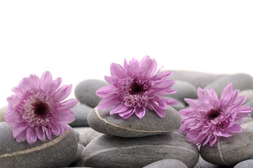 Row of flower and gray pebbles