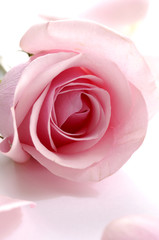 A background of pink rose and petals