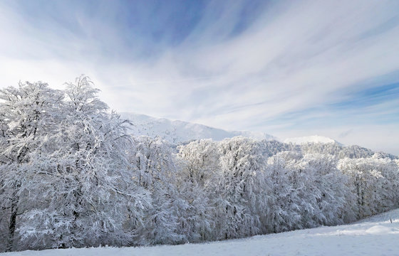 Fototapeta Trees covered with snow in the mountains