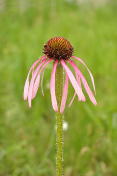 Pale Purple Coneflower