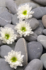 Fototapeta na wymiar Zen stones with white chrysanthemums flower