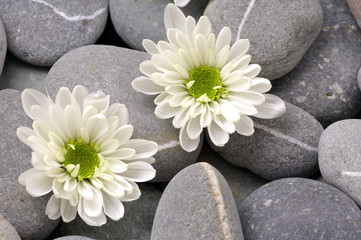 Fototapeta na wymiar Close up of chrysanthemums flower on zen stones
