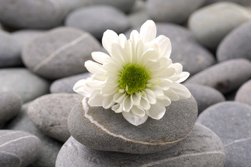 Fototapeta na wymiar Still life with white flower and gray pebbles