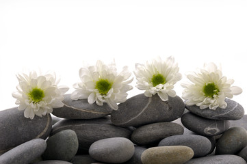 Fototapeta na wymiar Zestaw kwiat chryzantemy z zen kamienie