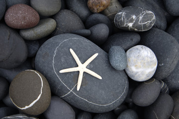 Starfish with pebble