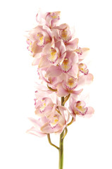 Naklejka na ściany i meble Isolated beautiful pink orchid against white background