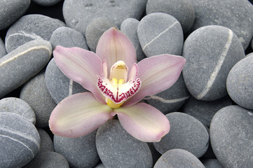 Macro of pink orchid on pebble