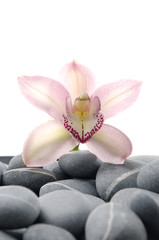 Fototapeta na wymiar Beautiful pink orchid on pebble