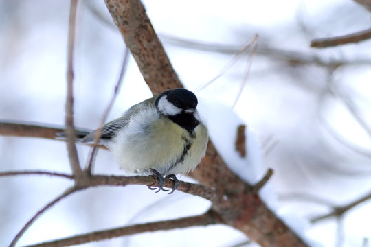 Big Tit bird sits on wooden feeder