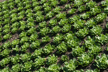 Campo di insalata scarola