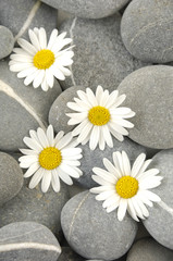 Fototapeta na wymiar Naturalne kamienie w paski i kwiaty