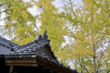 神社の屋根と銀杏の木