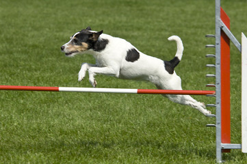 Parson-Russel Terrier