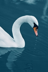 Swan with drops in the Calm Morning Lake