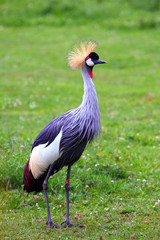 Grey Crowned Crane - birds in ZOO