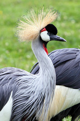 Grey Crowned Crane - birds in ZOO