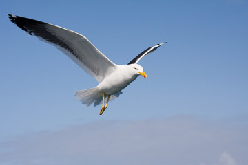 Gaviota