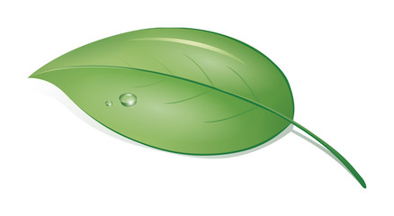 green leaf