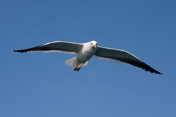 Seagull