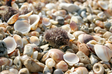 Marine shells background