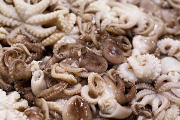 Baby Octopus