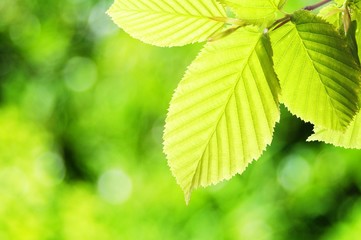 green summer leaf