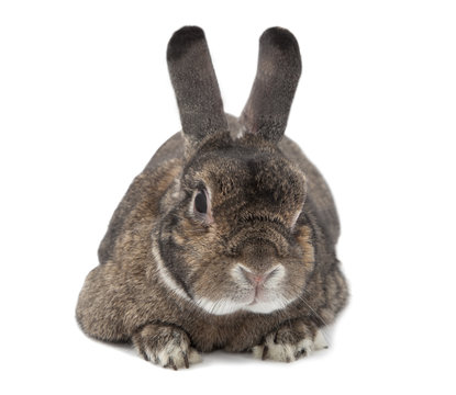 Rabbit bunny isolated on white .